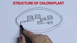 How to draw the structure of chloroplast easily