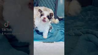 Parti yorkie puppies #partiyorkie #girls #love #puppy #cute #daily #play