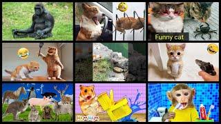 What's Trending in Pets & Animals on Tuesday, March 14th, 2023