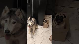 Ныкарь коробошный