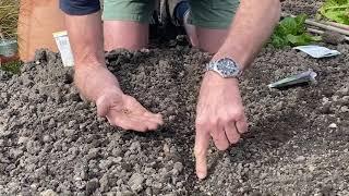 How to sow seeds- the things you need to remember!