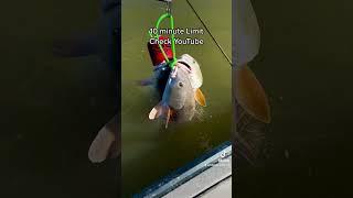 10 Minute Limit Red Fish