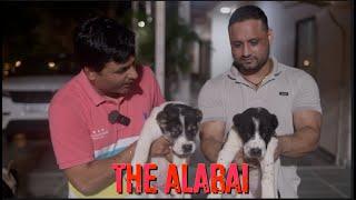 'THE WOLF SMASHER' PUPPIES  | CENTRAL ASIAN SHEPHERD DOG |  ALABAI | breed standard