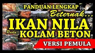 Cara Sederhana Budidaya Ikan Nila di Kolam Beton Mini dengan Padat Tebar Maksimal - Versi Pemula