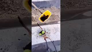 the process of giving liquid organics to plants in plastic mulch #shorts