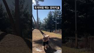 토끼처럼 깡총깡총 뛴다는 강아지를 만나보겠슴다 #shorts
