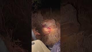 Hyena eats buck while it cries for help 