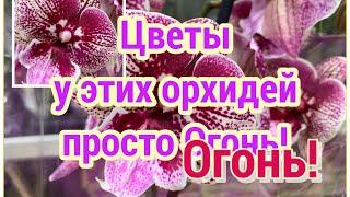 Цветы у этих ОРХИДЕЙ просто ОГОНЬ  Крупноцветковые орхидеи фаленопсис в ОБИ