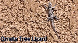 Ornate Tree Lizard