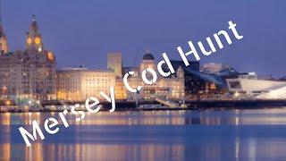 Mersey cod hunt