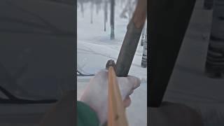 Patient Bear — THE LONG DARK #survival #gaming #nature #thelongdark #shorts