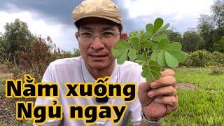 Bài thuốc trị Mất ngủ . PHAN HẢI Channel