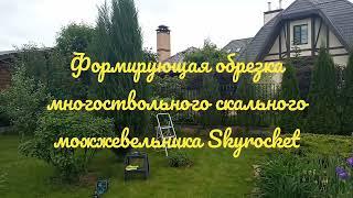Разваливается скальный можжевельник? Как исправить? Обрезка взрослого можжевельника Skyrocket