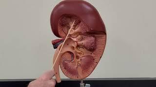 Professor Long 2402 Lab Urinary System and Kidney Models