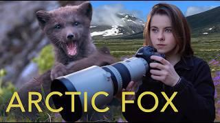 I discover the secret life of an Arctic Fox family in Hornstrandir, Iceland