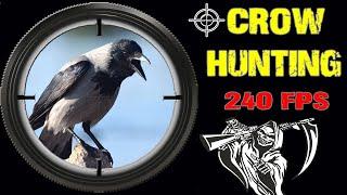 Охота на Ворону - Кроухантинг с пневматикой. Crow Hunting 2022.  Jack Hunter.