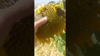 @sunflower