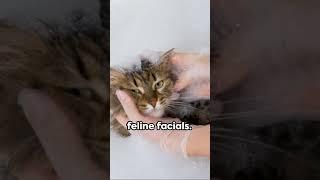 Purrfectly Posh  A Kitten's Luxe Life 2023 09