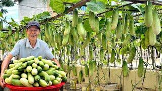 Just 1 Square Meter Of Land, Harvest Cucumbers Triple Yield – Don't Miss This Tip!