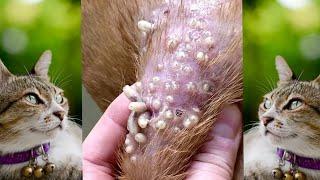 How to remove mangoworm in dog || Mangoworms Removal  in dog #604