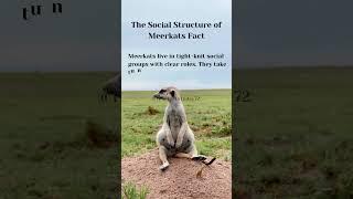 The Social Structure of Meerkats Fact #shortsfeed #truefacts #truefactstoday @NatGeoAnimals