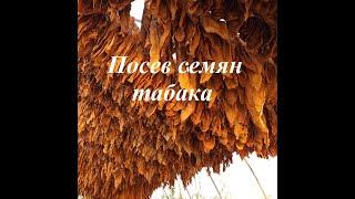 Оригинальный способ посева семян табака