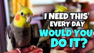 5 Things Your Cockatiel WANTS You to Do Every Day