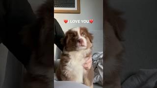 Puppy Barney  #australianshepherd #aussiesdoingthings #aussiepuppy #puppy #puppyshorts #puppies