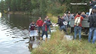 В водоеме Ревды появились новые обитатели