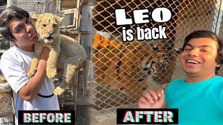 LEO TIGER IS back  🫀 SW PETS HOUSE