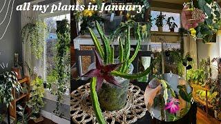 first houseplant walk through of 2025  it's winter but they are thriving!