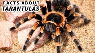 Tarantula Facts: the HAIRY SPIDER ️ Animal Fact Files