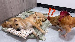 So funny cute!cat brought the chicks to the dog to take care of.hen came to fight for the chicks