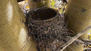 Bird builds a nest