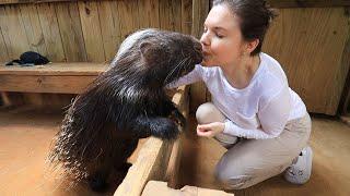 Animal Encounters! Wild Florida Airboats & Gator Park