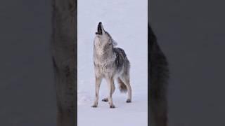 Sounds of Coyote Howling | Canis latrans Sounds