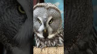 Поговорили по душам ️️ #owl #музейсовушек #сова #филосовия