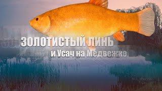 Russian Fishing 4 /Русская рыбалка 4 ▶ о. Медвежье линь золотистый и усач по заданию)))