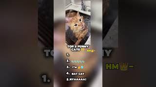 THE LAST ONE #cat #cats #funny #funnyanimals #animals #animalmoments #funnycats  #shorts