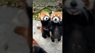 Please do not jump in line to eat.#fy #fyp #trending #cute #adorable #redpanda #Iove