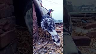 Turkey In Nepal | Animal Lifetime