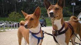 Басенжи (Basenji). Породы собак (Dog Breed)