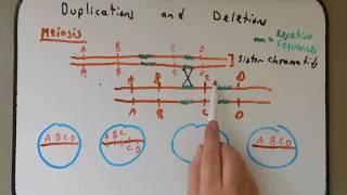 Chromosomal Deletions and Duplications