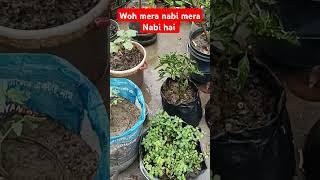 most beautiful nasheed #viralvideo #trending #foryou #youtubeshorts #nasheed #shorts