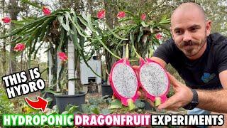 The Hydroponic Dragonfruit Experiments