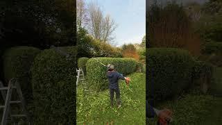 Autumn Trim For This Privet Hedge #satisfying  #gardening #stihl #garden #gardener  #plants #nature