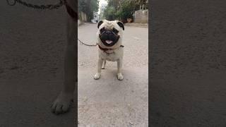 Funny Animals talking #funny #comedy #village #vizagsaleem #cute