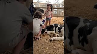 Wonderful Shuler Dairy Farm tour