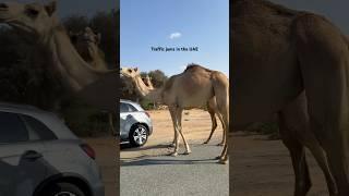 #travel #abudhabi #desert #rasalkhaimah #dubai #camels