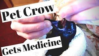 This is how We give our Pet Crow Medication
